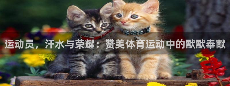 竞技宝app苹果网站：运动员，汗水与