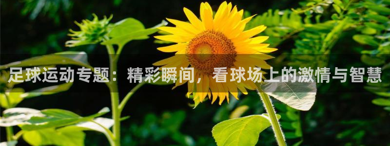 竞技宝app最新版本：足球运动专题：精彩瞬间，看球场上的激情